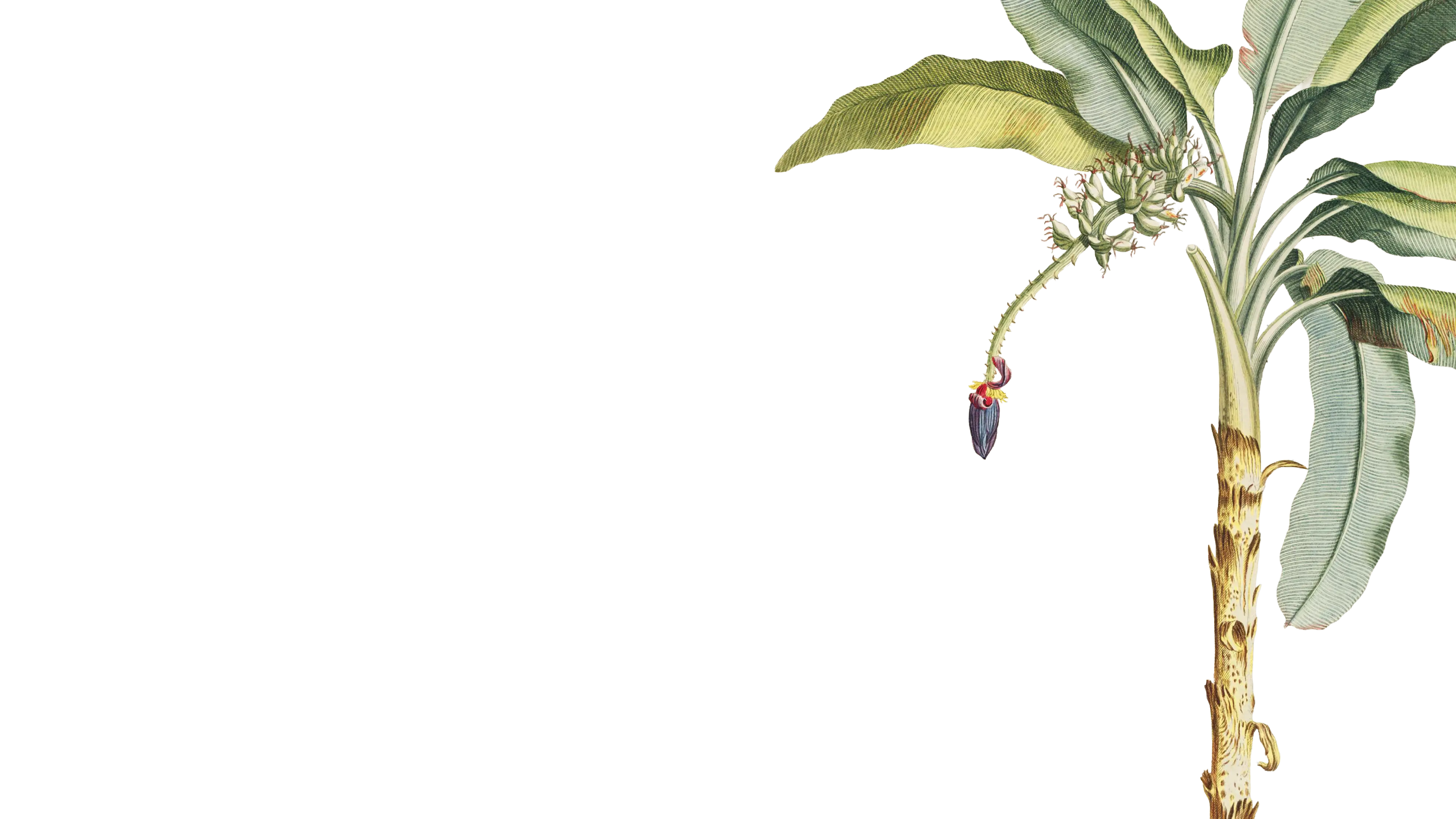 Hero Right Palm Tree